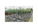2 Stück Eucalyptus Gunni Stamm Eukalyptusbaum, 70 - 90 cm, Pflanze winterhart