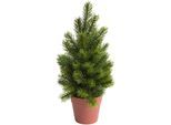 Künstliche Zimmerpflanze BOTANIC-HAUS "Tannenbaum im braunem Kunststofftopf", grün, B:16cm H:35cm T:16cm Ø:16cm, Kunststoff, Kunstpflanzen, Künstliche Zimmerpflanze