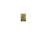 Gardena Akku-Baumschere EasyCut 110/18V P4A Ready-To-Use Set (14772-20)