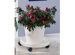 Blumentopfuntersetzer RUCO "- Aufstellfläche bzw. Innenmaß ca. 30 cm", weiß, H:9cm Ø:34cm, Kunststoff, Untersetzer, Blumentopfuntersetzer, Kunststoff, Ø 34 cm