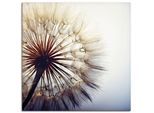 Wandbild ARTLAND "Große Pusteblume", blau (farbe bild(er): blau), B:70cm H:70cm, Bilder, als Leinwandbild, Poster in verschied. Größen