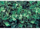 Fototapete KOMAR "Verdure - Größe 368 x 254 cm", grün, B:368m L:254m, Papier, Tapeten, Wohnzimmer, Schlafzimmer