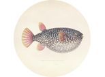 Metallbild Blowfish
