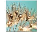 Glasbild ARTLAND "Pusteblume Goldener Tau", blau (farbe bild(er): blau), B:50cm H:50cm, Bilder, in verschiedenen Größen