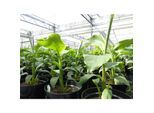 2 Stück Bananenstaude Musa Basjoo 60 - 80 cm winterhart Staude japanische Faserbanane