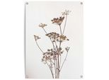 Poster REINDERS "Bärenkralle", beige (farbe bild(er): beige), B:60cm H:80cm T:0,1cm, Bilder, Poster, Garten - Natur - Beige - Leinwand - Blumen und Pflanzen - 60x80 cm