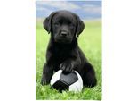 Poster REINDERS "Labrador Welpe Fußball", bunt (farbe bild(er): mehrfarbig), B:61cm H:91,5cm, Papier, Bilder, Poster