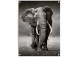 Poster REINDERS "Elefant", schwarz (farbe bild(er): schwarz), B:60cm H:80cm T:0,1cm, Leinwand, Bilder, Poster