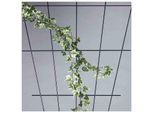 Siena Garden Rosenspalier V-Form braun 150 x 75 cm