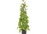 Kunstbaum CREATIV GREEN "Philodendron scandens", grün, H:95cm, Obermaterial: 100% Kunststoff, Kunstpflanzen, Kunstbaum, in Pyramidenform