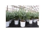 2 Stück Eucalyptus Gunni Gunnii Busch Kugel Eukalyptusbaum, Höhe 35 - 40 cm Pflanze winterhart