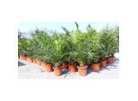 2 Stück Palme XXL 160 cm Phoenix canariensis, kanarische Dattelpalme, winterhart