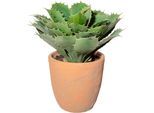 Künstliche Zimmerpflanze CREATIV GREEN "Echeveria im Terracottatopf", grün, H:32cm, Obermaterial: 100% Polyethylen, Kunstpflanzen, Künstliche Zimmerpflanze
