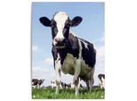 Poster REINDERS "Dutch Cow", grün (farbe bild(er): grün), B:60cm H:80cm T:0,1cm, Bilder, Poster, Garten - Kuh - Wiese - Grün - Leinwand - Tiere - 60x80 cm