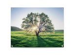 Poster REINDERS "Baum in der Morgensonne", grün (farbe bild(er): grün), B:80cm H:60cm T:0,1cm, Leinwand, Bilder, Poster, Outdoor für Garten oder Balkon