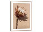 Poster REINDERS "Protea Blume", braun (farbe bild(er): braun), B:30cm H:40cm T:1,6cm, MDF, Bilder, Poster