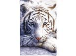 Poster REINDERS "Weißer Tiger", weiß (farbe bild(er): weiß), B:61cm H:91,5cm, Papier, Bilder, Poster