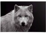Poster REINDERS "Weißer Wolf", schwarz (farbe bild(er): schwarz), B:91,5cm H:61cm, Papier, Bilder, Poster