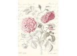 Bild KOMAR "Poème Rose", rot (farbe bild(er): rot, grün), B:50cm H:70cm, Holz, Papier, Bilder, Bild, Wandbild zur Dekoration - ohne Rahmen