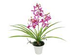 Kunstorchidee I.GE.A. "Künstliche Orchidee mit Topf", pink (dunkelrosa), B:35cm H:40cm L:30cm, Polyester, Kunstpflanzen, Kunstorchidee, Dekoblume Kunstblume 40cm mit Blätter und Luftwurzeln im Topf Blume