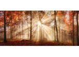 Bild BÖNNINGHOFF "HERBSTWALD XXL 90x200 cm – Leinwandbild Keilrahmen Deko modern", farbe bild(er): gelb, braun, rot, B:200cm H:90cm T:4,5cm, Canvas, MDF, Bilder, Bild