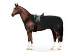 Equinate Ausreitdecke James mit Teddyfell
