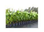 Bananenstaude Banane Musa Basjoo 140 - 170 cm winterhart Staude japanische Faserbanane