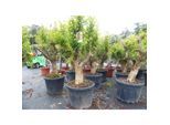 Punica Granatum 160 - 190 cm, uriger, alter & knorriger Granatapfelbaum Stamm Ø 40-50