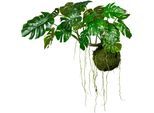 Kunstpflanze CREATIV GREEN "Splitphilodendron", grün, B:120cm H:80cm, Kunststoff, Kunstpflanzen, Kunstpflanze