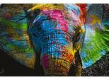 Leinwandbild AFFENGEILEBILDER "Color Elephant auf Keilrahmen gespannt", farbe bild(er): grün,schwarz,rot,gelb,blau,weiß, B:120cm H:60cm T:2cm, Leinen, Bilder, Leinwandbild, Kunstdruck Wandbild Bild in verschiedenen Formaten