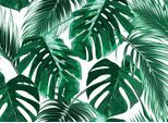 Fototapete LIVING WALLS "Designwalls Palm Leaves 1", grün (grün, weiß), B:3,5m L:2,55m, Vlies, Tapeten, Vlies, Wand, Schräge, Decke