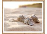 Bild mit Rahmen BÖNNINGHOFF "Wandbild gerahmt MUSCHELN AM STRAND 40x50 cm – Maritime Wanddeko Natur", weiß (farbe rahmen: artisan, farbe bild(er): weiß, beige, braun), B:50cm H:40cm T:2,1cm, MDF, Papier, Bilder, Bild mit Rahmen, mit dekorativem Rahmen