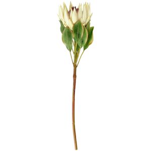 VEGA Protea Maaret; 70x11 cm (LxB); weiß/grün