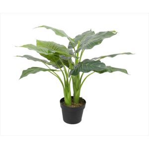 Potted Taro Plant / Elephant Ear 70cm