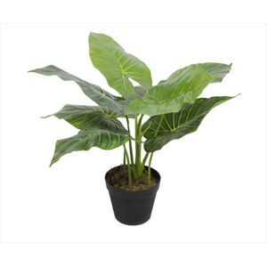 Potted Taro Plant / Elephant Ears 55cm