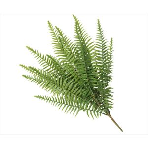 Fern Lady Fern 50cm UV Resistant