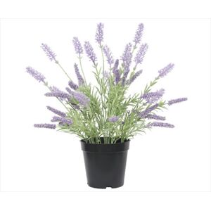 Lavender Plant 40cm