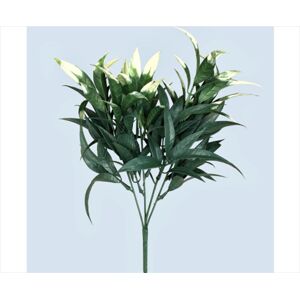 Wide Leaf Cordyline Plant 90cm