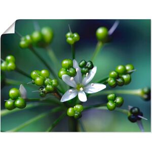 Artland Wandbild »Bärlauchblüte«, Blumen, (1 St.), als Leinwandbild, Poster... Farbe Bild(er): grün Größe