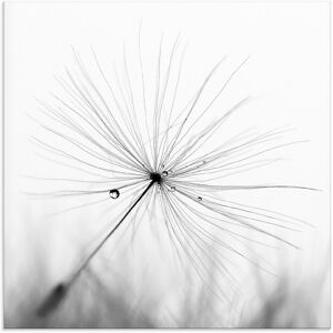 Artland Glasbild »Pusteblume Schirmchen«, Blumen, (1 St.), in verschiedenen... Farbe Bild(er): schwarz Größe