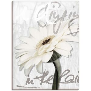 Artland Wandbild »Gerbera«, Blumenbilder, (1 St.), als Leinwandbild, Poster,... Farbe Bild(er): weiss Größe