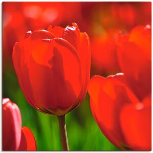 Artland Leinwandbild »Rote Tulpen in der Sonne«, Blumen, (1 St.), auf... Farbe Bild(er): rot Größe