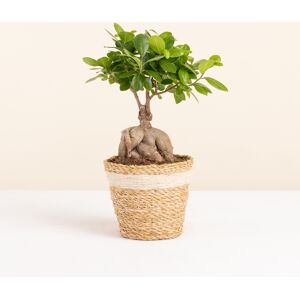 Ficus Ginseng - Interflora - Livraison plantes vertes d'intérieur