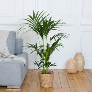 Kentia - Interflora - Livraison plantes vertes d'intérieur