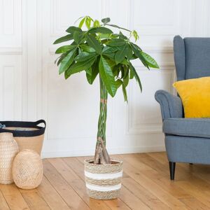 Pachira Aquatica - Interflora - Livraison plantes vertes d'intérieur