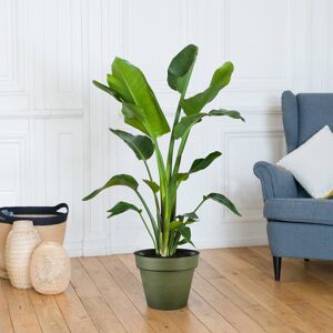 Strelitzia - Interflora - Livraison plantes vertes d'intérieur