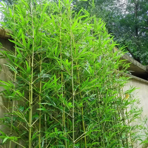 Aucun 10 pièces bambou vert artificiel fausses plantes décor à la maison plantes artificielles maison