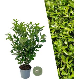 Plants by Frank 25 Grote Laurierkers Rotundifolia voor 10 strekkende meter haag ↨ 100-125 cm in 12 liter pot Prunus Rotundifolia Haagplanten Haagplanten Wintergroen Haagplanten Laurierplant Laurierkers Rotundifolia L