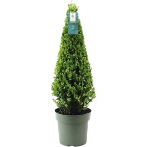 Plants by Frank Echte hulstplant piramide 1x Ilex crenata'Jenny'piramide 1 stuk 22 cmØ&55 cm hoog Buxusvervanger Ilex Tuinplanten Buxus planten Groen