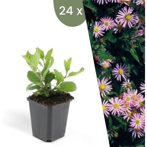 Plants by Frank 24 Asterplanten Aster ageratoides'Asran' Winterharde bodembedekker planten tuinplanten Winterharde vaste planten meerjarig Winterharde tuinplanten 24 stuks Asterplanten